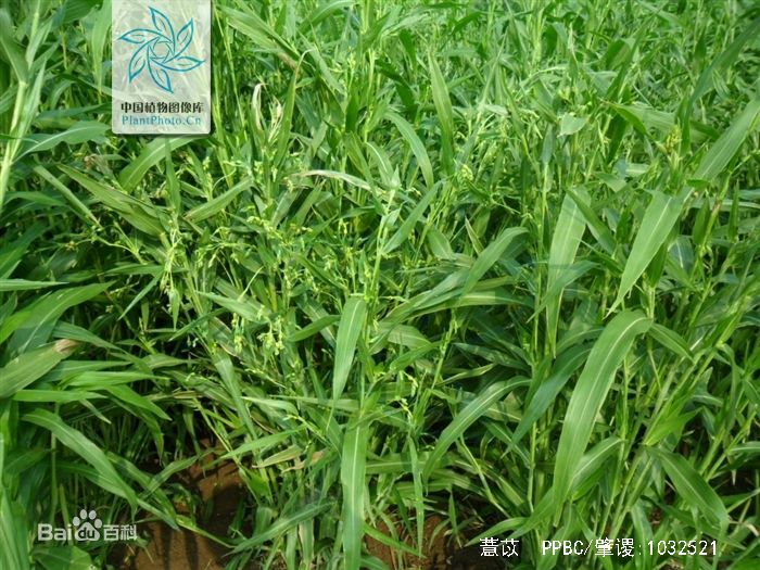 治愈100种癌的植物,发现一种可以治疗癌症的植物