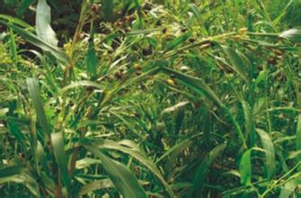 治愈100种癌的植物,发现一种可以治疗癌症的植物