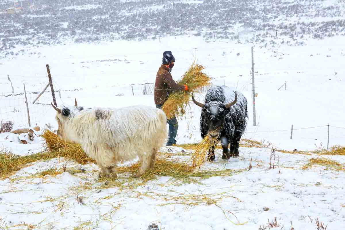 北山林场公园,北山森林植物园