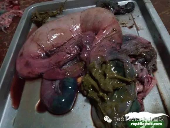 怎么调理下山龟,下山龟调理肠胃配方