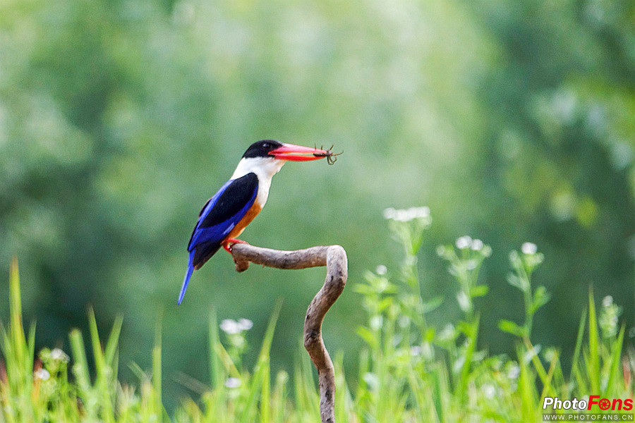 索尼黑卡长焦rx10m4技术参数,索尼超长焦黑卡rx10iii