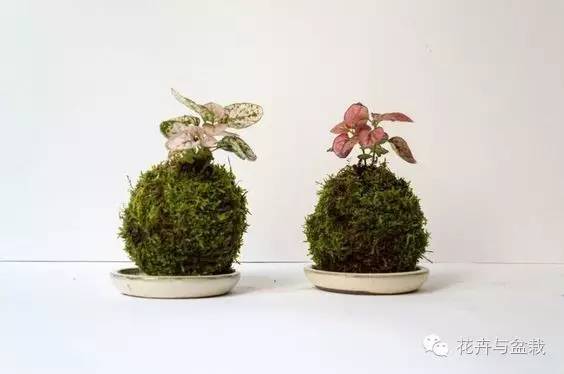 叶子斑斓的植物有哪些,叶子紫色有斑点植物