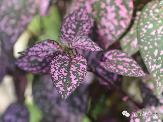 叶子斑斓的植物有哪些,叶子紫色有斑点植物