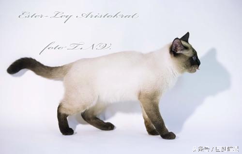 暹罗猫的习性性格饲养方法,暹罗猫的选购及饲养