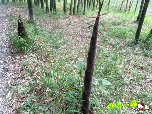 竹笋和什么肉最好吃,竹笋和莴笋烧肉怎么做好吃