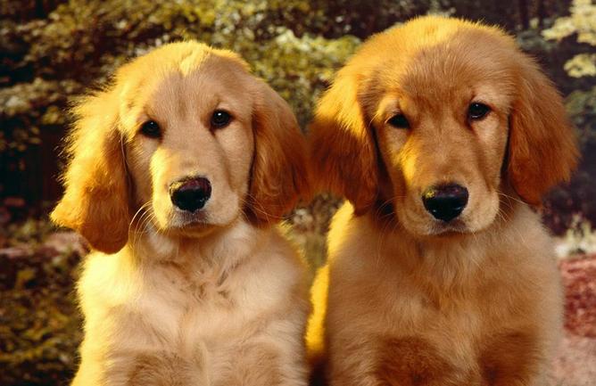 金毛狗狗几个月可以配崽,想要一个金毛和萨摩耶串串宝宝