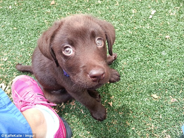 鐘笂鑵鎵嬫湳,涓婇瑁傜殑鐙楃嫍涓嶅仛鎵嬫湳鑳藉瓨娲诲悧