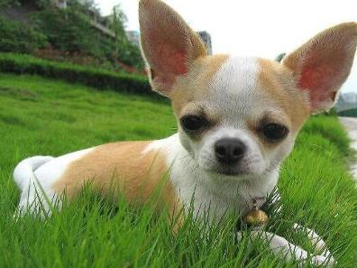 宠物《吉娃娃》领养详解