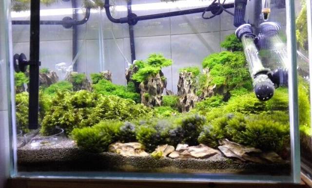 缸里同时长绿藻和黑毛藻,生态缸里为什么长黑毛藻