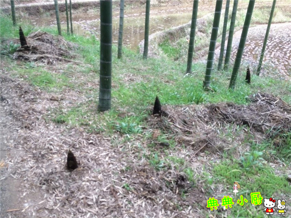 竹笋和什么肉最好吃,竹笋和莴笋烧肉怎么做好吃