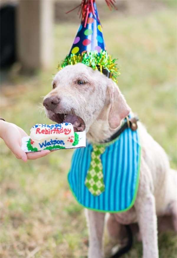 这只狗被虐后全身都是病且身心受创，甚至不敢走进新家