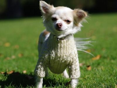 宠物《吉娃娃》领养详解