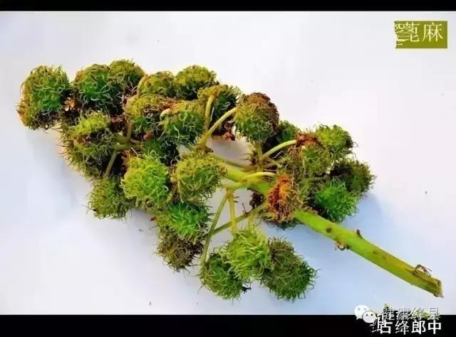 绛县种药材的村有哪些,绛县野生药材