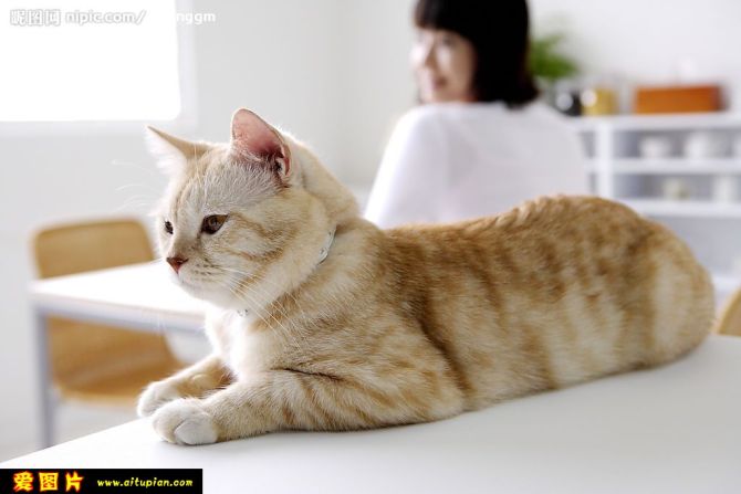 养宠物的风水禁忌,养宠物有何风水讲究