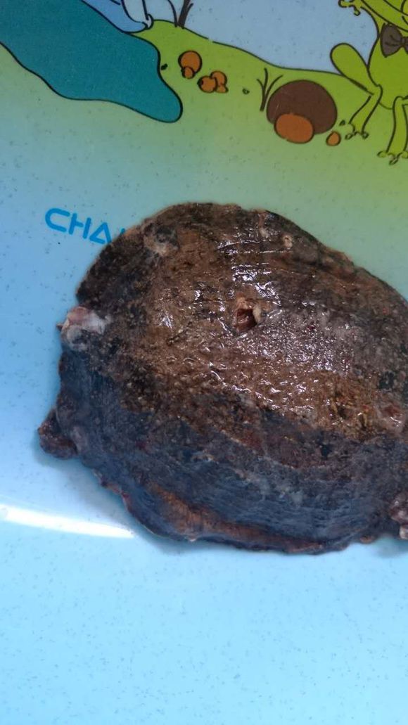 带回家一只小王八，身上有好多洞洞，媳妇看到都哭了