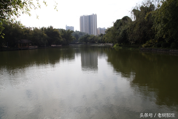 广西南宁狮山公园图,南宁狮山公园景观改造