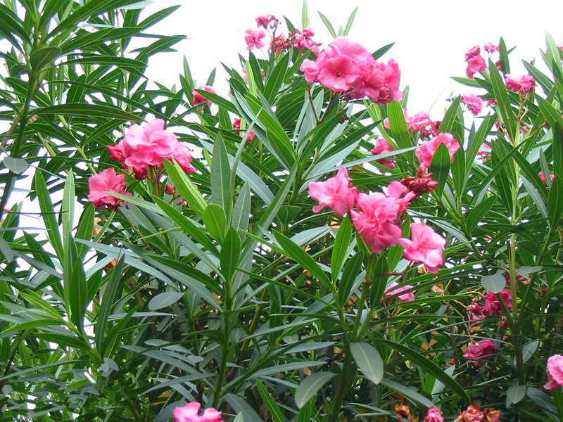 甄嬛传里治疗疤痕的药,甄嬛传中药片段