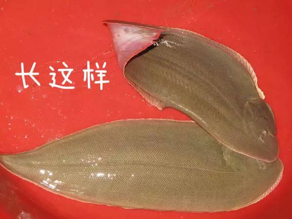 别买错了这9种鱼最适合宝宝吃,什么鱼适合宝宝吃没有刺