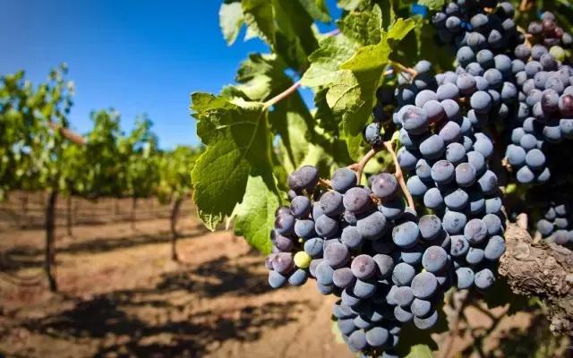 女人气血不够有白发该吃什么补呢,40多岁的女人气血不够怎么调理