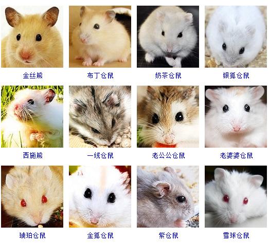 想养宠物又不知道养什么,整理一份养宠物的知识