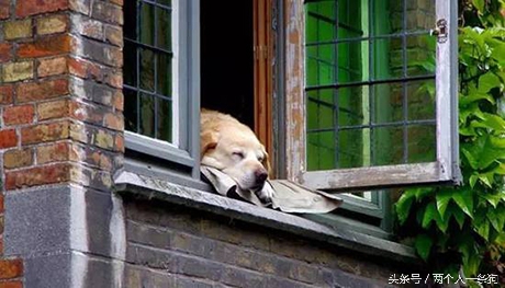 有特异功能的拉布拉多,拉布拉多怎么判断癌症