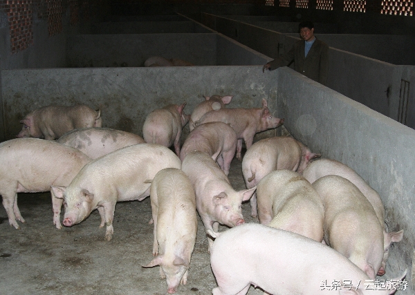 误买母猪肉怎么办,生过猪仔的母猪肉吃了有什么危害