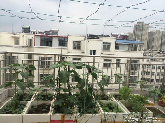 楼顶用瓷砖建菜池步骤,楼顶种菜池