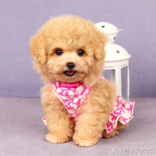 泰迪性格文静,怎么把泰迪训温顺