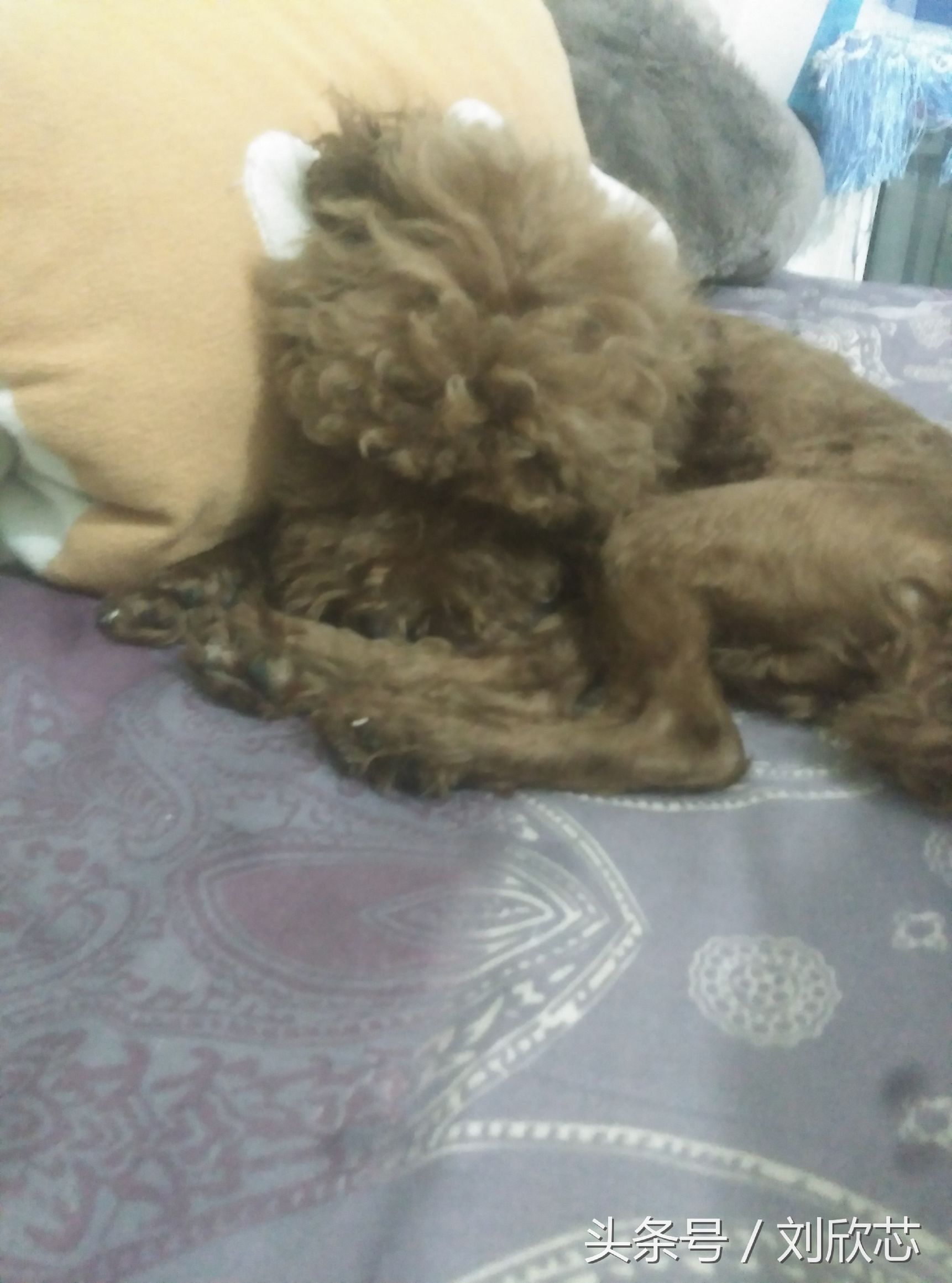 泰迪性格文静,怎么把泰迪训温顺