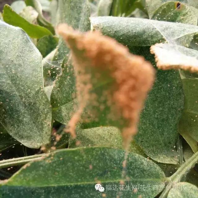 花生红蜘蛛病的治疗方法,春花生红蜘蛛最佳治疗方法