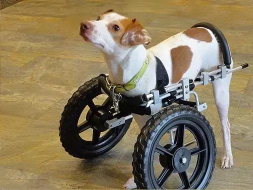 狗狗骨折怎么减轻痛苦,狗狗骨折最佳治疗方法