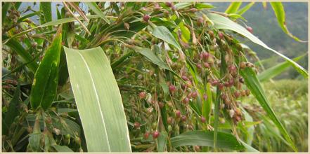 治愈100种癌的植物,发现一种可以治疗癌症的植物