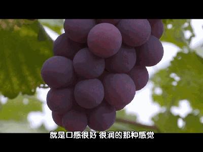 闽北葡萄又一村，教您如何挑选葡萄王