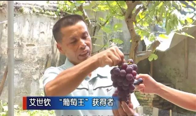 闽北葡萄又一村，教您如何挑选葡萄王