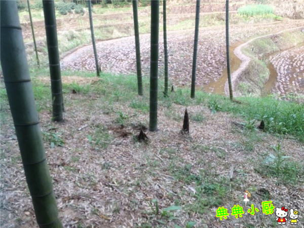 竹笋和什么肉最好吃,竹笋和莴笋烧肉怎么做好吃