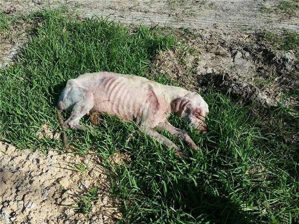 这只狗被虐后全身都是病且身心受创，甚至不敢走进新家