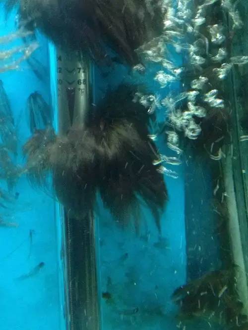 缸里同时长绿藻和黑毛藻,生态缸里为什么长黑毛藻