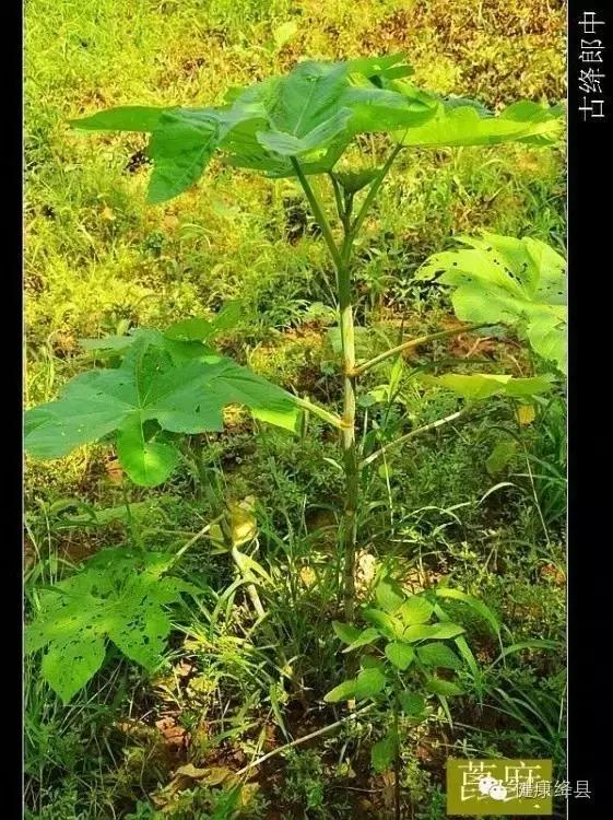 绛县种药材的村有哪些,绛县野生药材