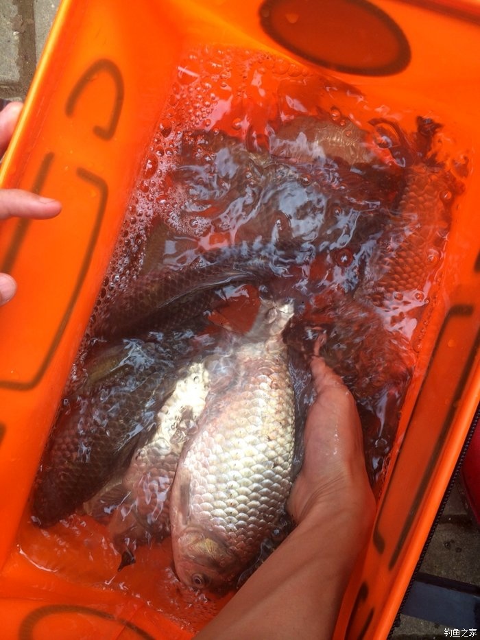 老鬼鳊鱼饵料配方,老鬼钓鳊鱼饵料