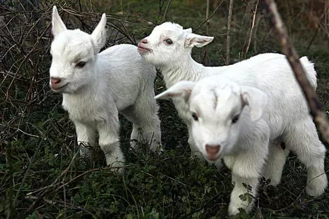 小羊还能“分班”养？养羊致富妙招看这里！