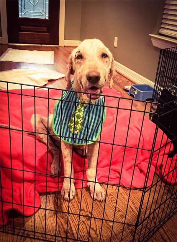 这只狗被虐后全身都是病且身心受创，甚至不敢走进新家