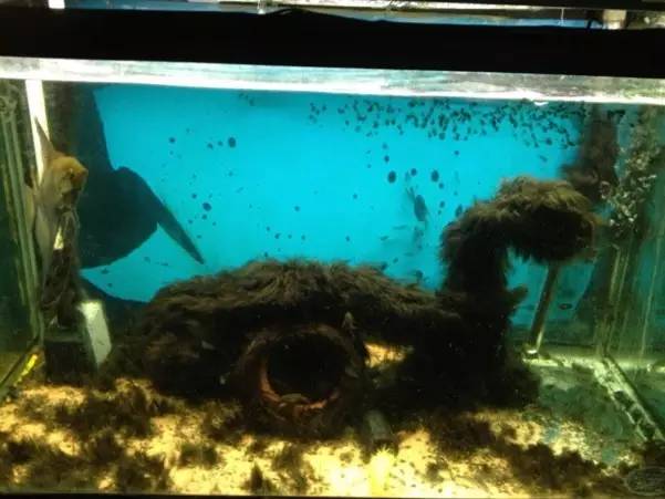 缸里同时长绿藻和黑毛藻,生态缸里为什么长黑毛藻