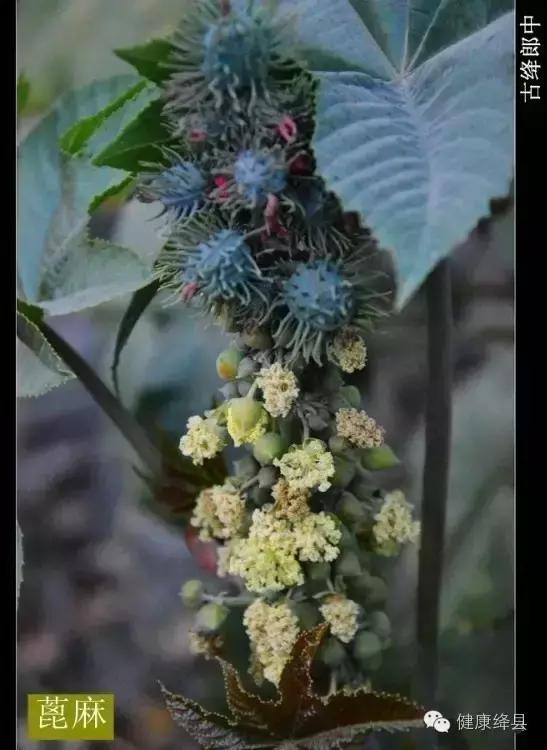 绛县种药材的村有哪些,绛县野生药材