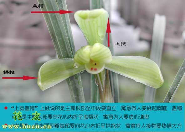 兰花鉴赏兰花根什么样,兰花鉴赏莲瓣兰