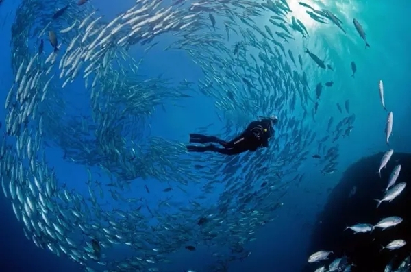 挑选鱼油：你必须知道的一些事情