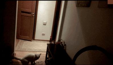 灯太亮了粤语,灯太亮猫会捂眼睛吗