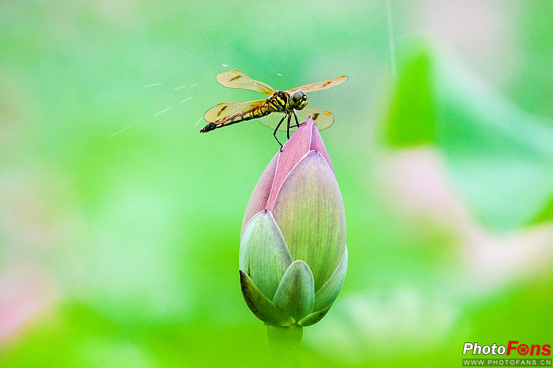 索尼黑卡长焦rx10m4技术参数,索尼超长焦黑卡rx10iii