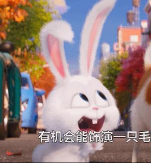 万万没想到！竟然被一群来搞笑的宠物暖哭了