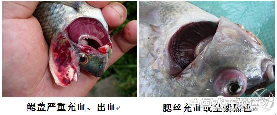 高温罗非鱼链球菌病多发咋整,海大抗疫措施