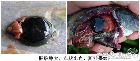 高温罗非鱼链球菌病多发咋整,海大抗疫措施